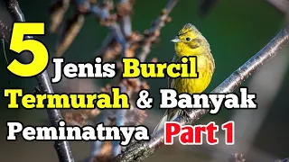 5 jenis burung kecil yang bersuara merdu dan harganya murah Part 1