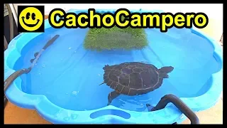 Cómo cuidar una tortuga de agua, qué necesita tu tortuga, hábitat, cuidados y necesidades básicas