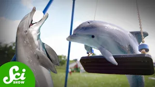 Adorable Dolphin Kiddos Play Like Us