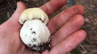 ГРИБЫ продолжают радовать и удивлять! За грибами 14 августа 2021: лисички, белые, ежовики и грузди