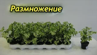 Как успешно размножить Шеффлеру. Секреты размножения.