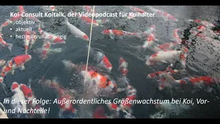 Koi Consult Koitalk #392 Größenwachstum bei Koi im allgemeinen und bei Karashi im Besonderen