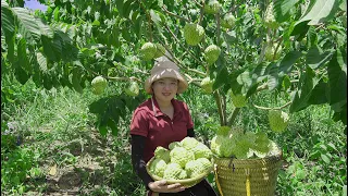 Harvest custard apple and lemon Go to market to sell  Lucia Daily life