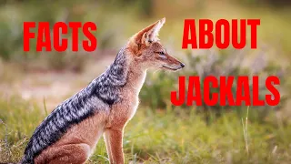 22 Interesting Facts About Jackal(Can Jackal Be Tamed?)