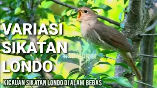 Kicauan Sikatan Londo Di Alam Bebas #Gacor #Full #Isian #Nightingale #Forest #Song #Murai #Masteran