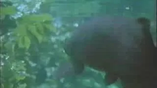 Amazon The Flooded Forest - Arapaima 1