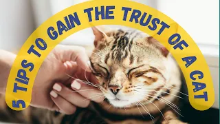 5 Tips To Gain The Trust Of A Cat