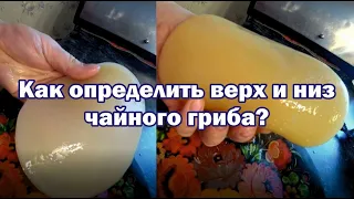 Расскажу за 1 минуту: верх и низ чайного гриба