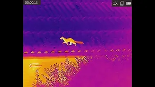 Beech or stone marten filmed with Hikmicro OWl OH35 thermal camera