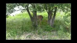 Fawn Nursing from Doe, June 2013