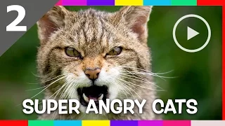 Funny Cats Compilation NEW 2016 ᴴᴰ w/ Cat fails 2016 ✔ Funny pets #2