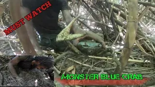 Four(4) Massive Blue Crab Caught in One Hole / Land Crab / Trinidad and Tobago🇹🇹 - Ep 276