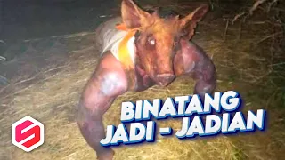 Geger! Warga Heboh Tangkap Binatang Jadi-jadian, Dari Kelelawar sampai Lele Siluman.