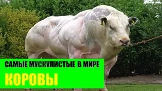 Самые мускулистые коровы в Мире