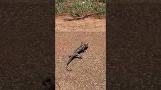 A Malagasy Giant Chameleon crossing the road in Madagascar!