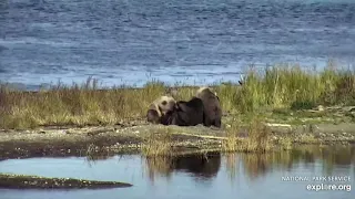 482 Brett nurses her cubs Explore.org 09.18.21