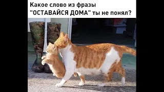 Веселые картинки. Кошки приколы очень смешные. Прикольные коты.