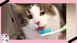 FUNNY CATS REACTION TO BAD SMELLS COMPILATION||FUNNY CATS VIDEO