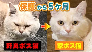 【野良ボス猫から家ボス猫へ】保護から5ヶ月の軌跡【ダイジェスト】