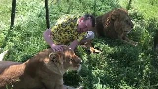 Фотосессия со всеми звездами саванны! Тайган Lions in Crimea