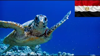 Scuba Diving | Makadi Bay, Egypt 2023