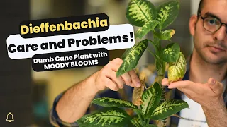 Dieffenbachia Care and Problems! Cultivating and Solving Dumb Cane Plant Problems and FAQs Answered!