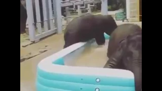 купание слонят