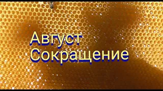 Первое сокращение гнезд в пчелосемьях в августе.