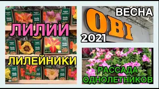 ⭐️ЛИЛИИ🌺ЛИЛЕЙНИКИ🌸 в ОБИ+рассада однолетних цветов🌷