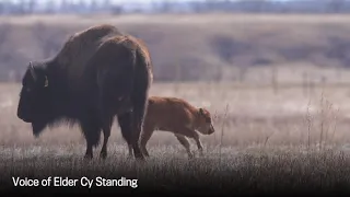 First bison born on Wanuskewin land in 150 years