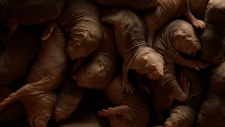The naked mole-rat's secret to eternal youth - World's Weirdest Event's: Episode 3 Preview - BBC Two
