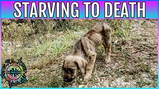STARVING PUPPY NEAR DEATH FOUND ON ROAD IN SERBIA | We almost RAN A PUPPY OVER in Uvac Serbia
