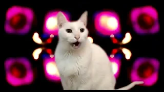 DANCE MONKEY - Cats version