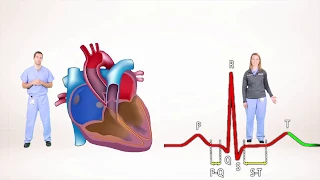 ECG for Beginners. Understanding the waves of ECG, P wave, QRS complex.