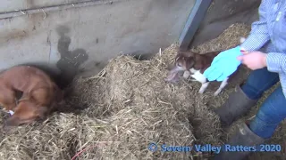 Severn Valley Ratters - Mayhem In The Bales - Episode 6 - 72 Rats Killed Ratting