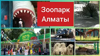 Vlog Зоопарк Алматы
        Май 2019
        Парк Горького
        Почему гиббоны так громко поют?