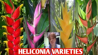 HELICONIA SPECIES /BIRD OF PARADISE VARIETIES /LOBSTER CLAW @margiepulido21