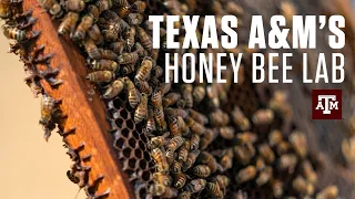 Protecting Pollinators at Texas A&M's Honey Bee Lab