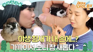 [#습속친구들] 🐦 경계심 만렙 야생 참새가 내 손에...? 오히려 애교 만렙! 작고 소중한 참새🤎 #순간포착세상에이런일이 #WhatonEarth #SBSstory