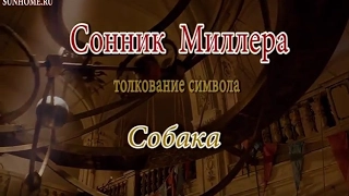 К чему снится Собака сонник, толкование сна