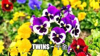 Twins ~ 千金