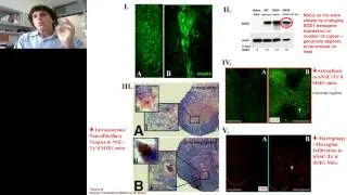 Evan Snyder - Cross talk & Developmental Programs A Key to Translational Stem Cell Biology