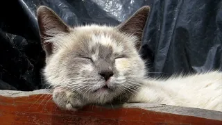 ЛЕЧЕБНОЕ МУРЧАНИЕ КОШКИ ДЛЯ СНА И СПОКОЙСТВИЯ I THERAPEUTIC purring of a cat for SLEEP and CALM