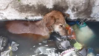 Incredible recovery of dog dying in gutter: Phoenix's Story.