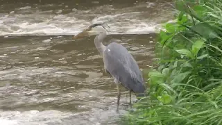 27 05 24 Heron with catch - 2/2