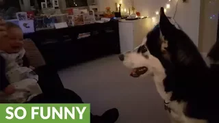 Baby hysterically laughs at husky playing fetch