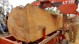 Massive Pine Log With An Unbelievable Heart