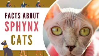Interesting Facts About Sphynx Cats
