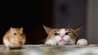 Funny Cats Chasing Mouse Compilation