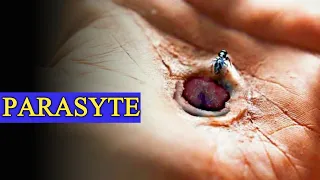 Parasyte(2014) Japanese Horror All parts Summarized in Bengali|Parasyte Part-1 Explained